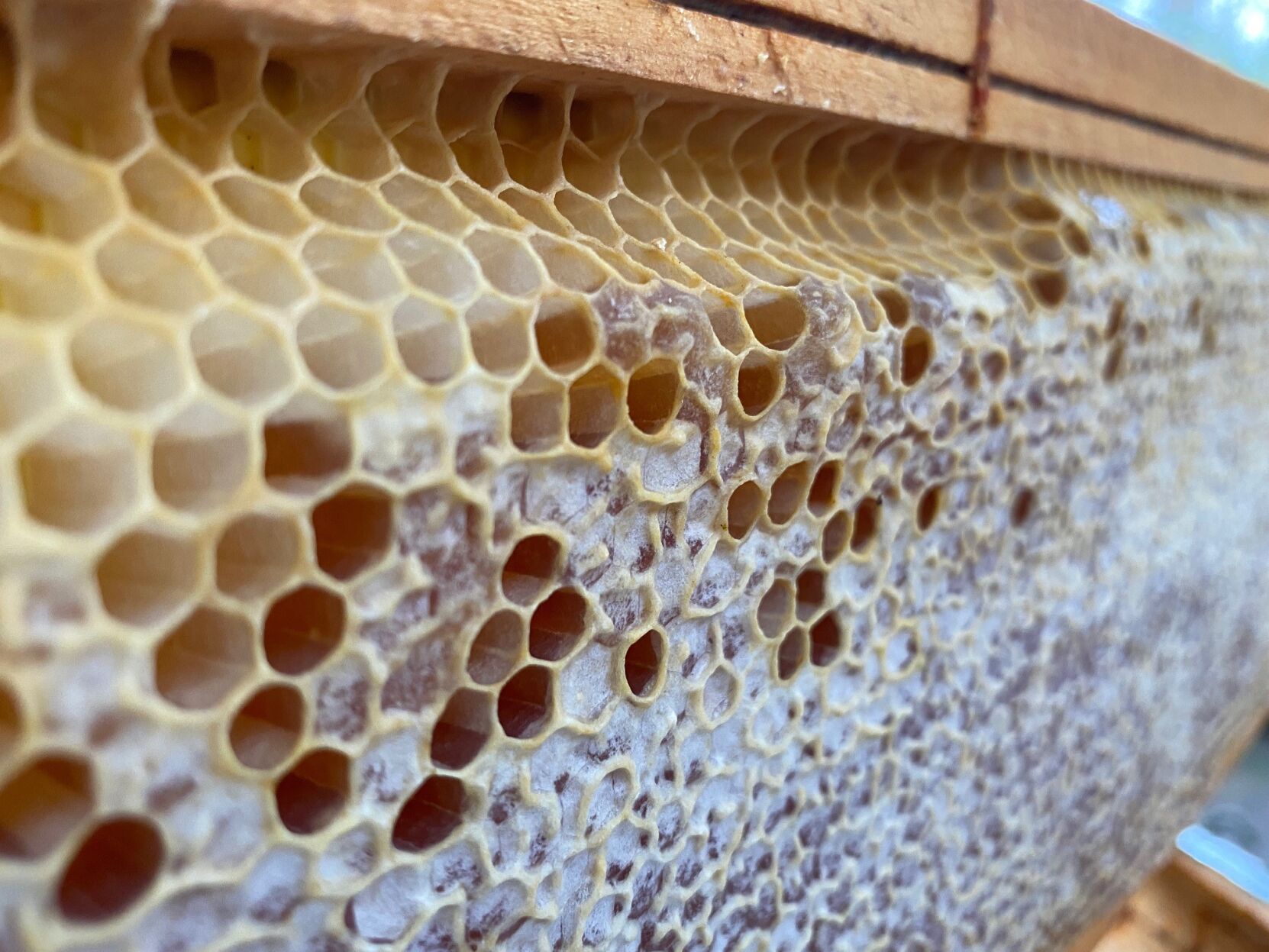 Honey bee frame only closeup